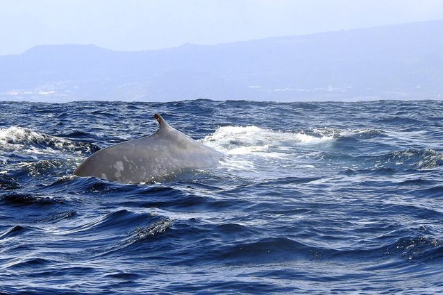 Le balene sono diventate gigantesche in tempi recenti, spinte dai cambiamenti climatici