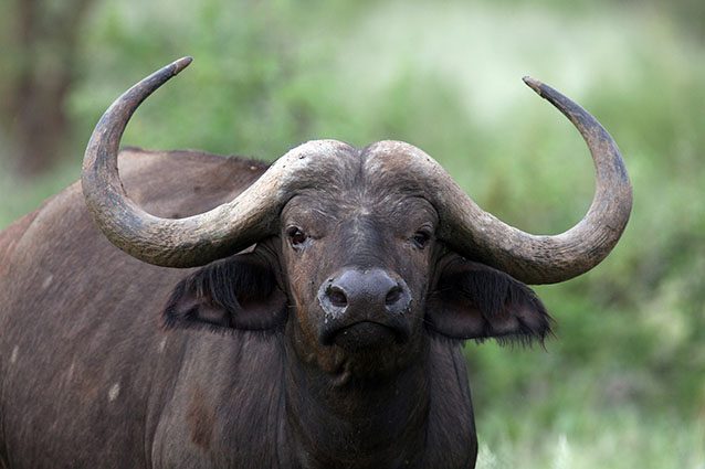Specie di bufalo nero (Getty).