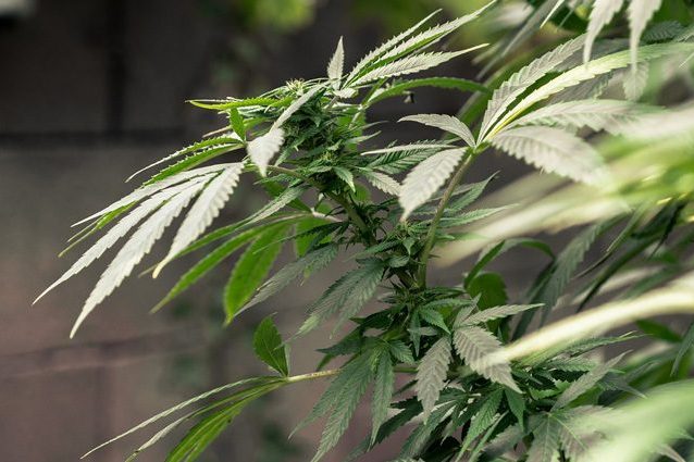 La cannabis riduce le crisi epilettiche nei bambini grazie al cannabidiolo: come funziona