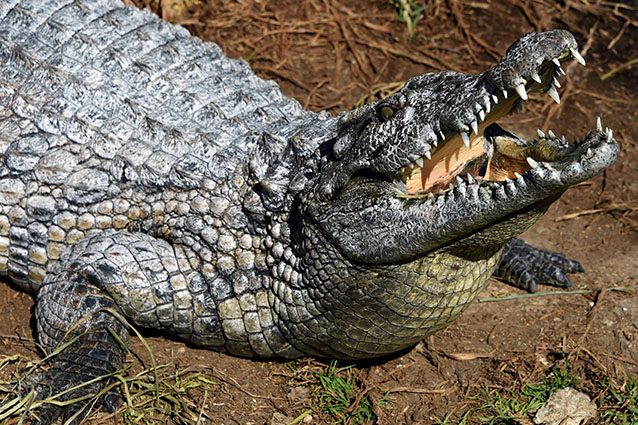 Esemplare di coccodrillo (Getty).