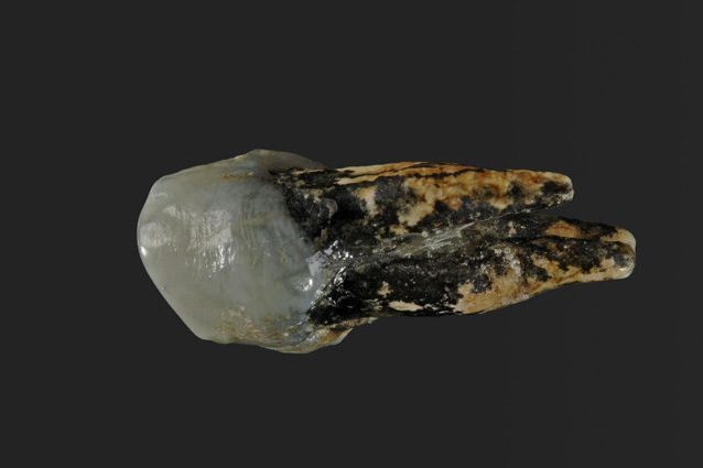 Due fossili di 7 milioni di anni riscrivono l'origine dell'uomo: forse siamo nati in Europa