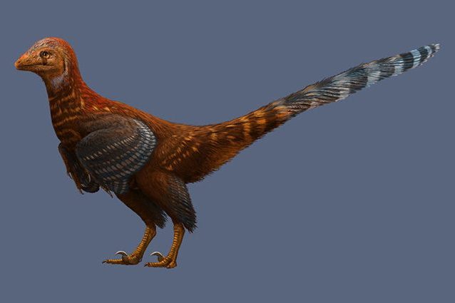Scoperta in Cina una nuova specie di dinosauro: aveva le penne degli uccelli moderni