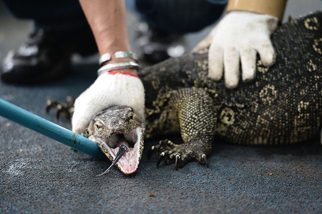Drago di Komodo (Getty).