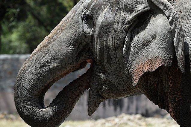 Elefante (Getty).