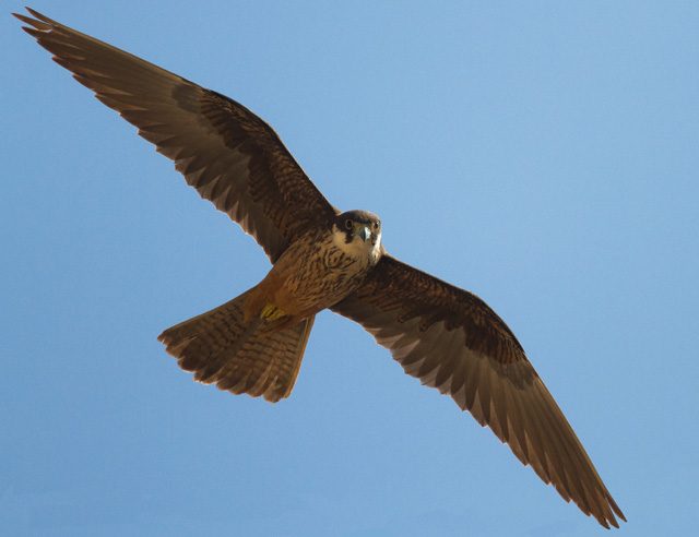 Falco della regina – credit Jurgen Dietrich