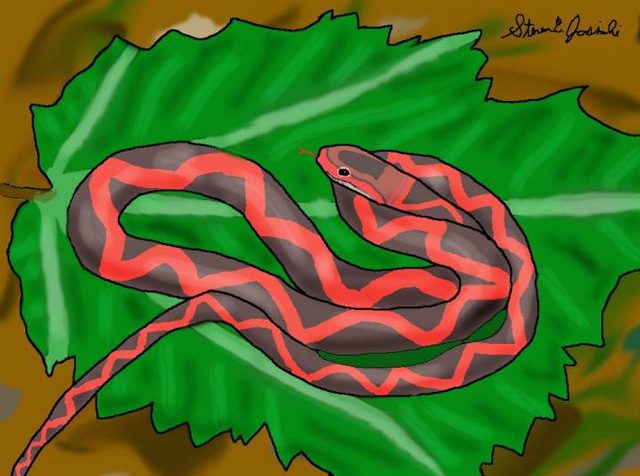 Illustrazione dello Zilantophis schuberti