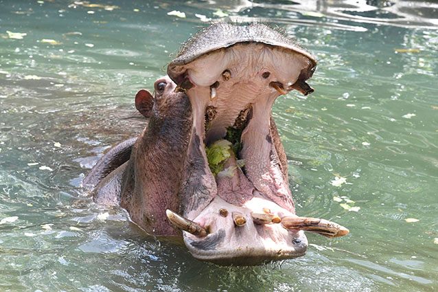 Ippopotamo (Getty).