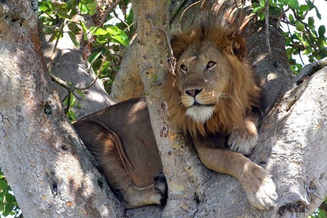 I leoni dell'Uganda che si arrampicano sugli alberi stanno morendo di fame