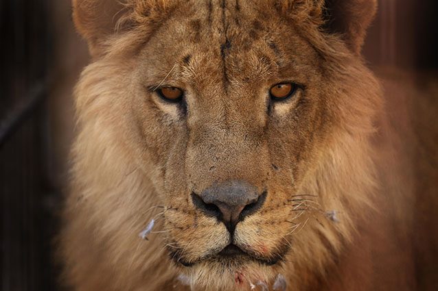 Leone, il re della savana (Getty).
