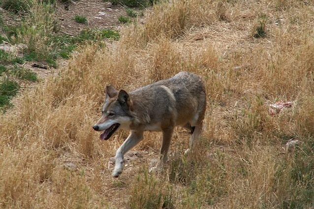 Il lupo italiano è una sottospecie unica al mondo sin dai tempi dell'ultima glaciazione