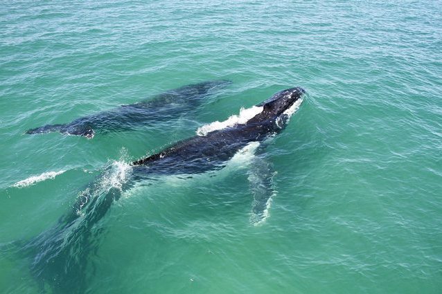 Si 'sussurrano' per sfuggire ai predatori: il linguaggio segreto delle balene e dei piccoli
