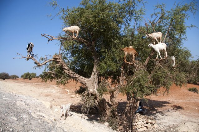 Perché le capre si arrampicano sull'Argan e sputano i semi da 10 metri di altezza