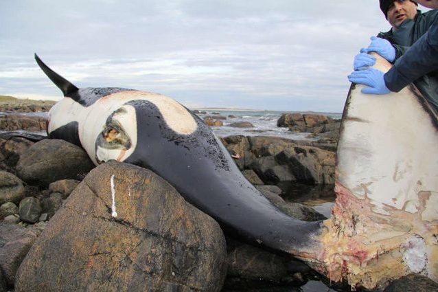 L'animale più contaminato del pianeta è un'orca: choc per i risultati dell'autopsia