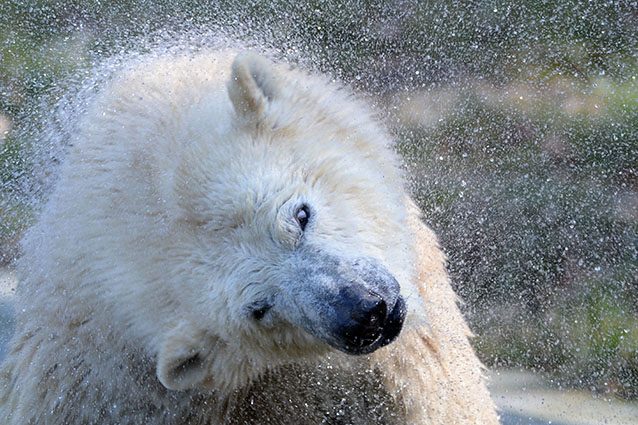 Orso polare (Getty).