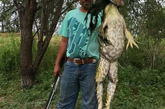 Catturata rana gigante in Texas, grazie al "complotto" della prospettiva