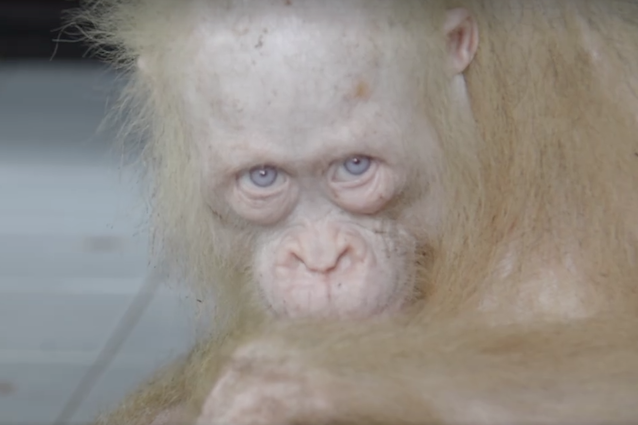 Rarissimo esemplare di orango albino liberato in Borneo: era in gabbia, ora sta meglio