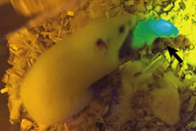 Ovaie stampate in 3D: ovulano e danno vita a piccoli sani, contrastando l'infertilità