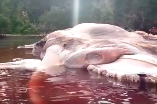 Mostro marino rinvenuto in Indonesia, ecco di cosa si tratta