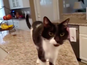 Un gatto dallo strano miagolio sta conquistando il Web, ma è solo un fake