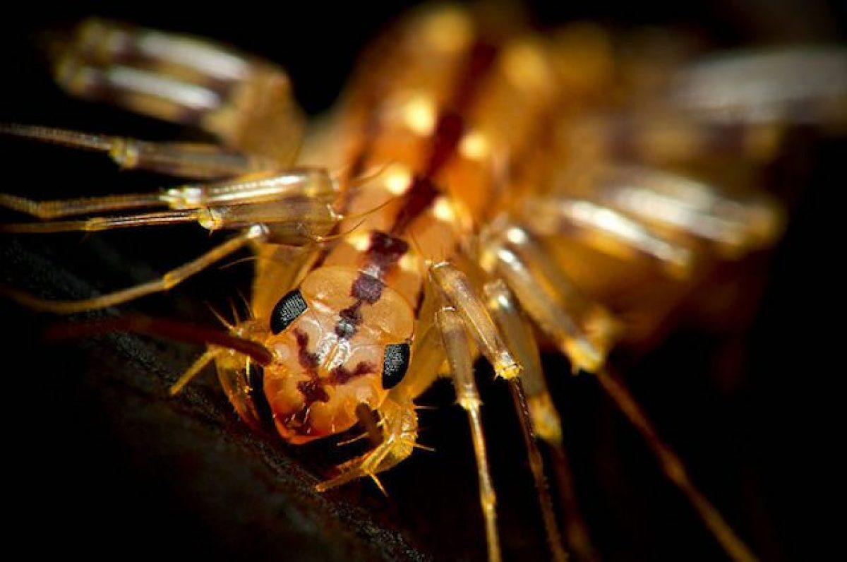 La Scutigera Ha 30 Zampe Cos E Dove Vive E Perche E Utile All Essere Umano