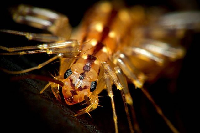 La scutigera ha 30 zampe: cos'è, dove vive e perché è utile all'essere umano