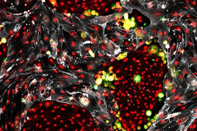 Create in laboratorio le cellule staminali dalle quali originano tutte quelle del sangue