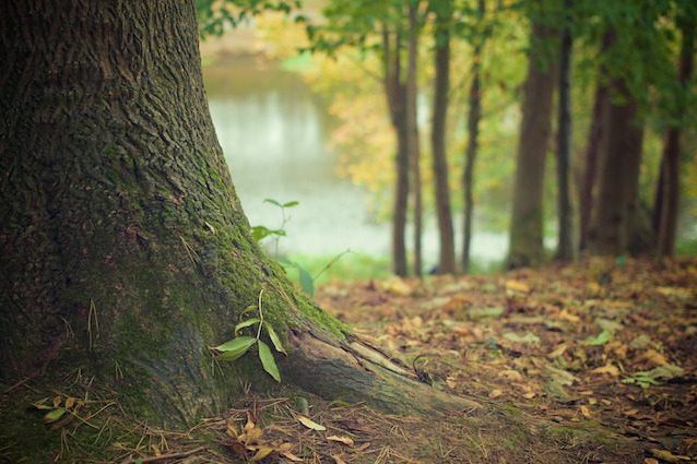 Le piante 'ascoltano' l'acqua per poterla raggiungere e sopravvivere