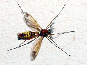 Esemplare adulto di zanzara grande (Wikipedia). 