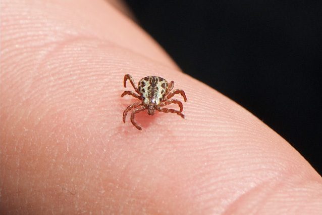 Negli USA è allarme per il Powassan virus trasmesso dalle zecche: "È letale"