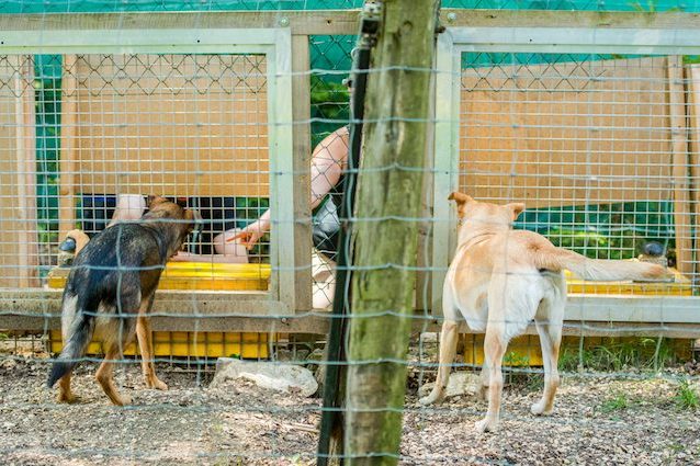 Cani e lupi sanno riconoscere le ingiustizie e non le accettano: ecco come reagiscono