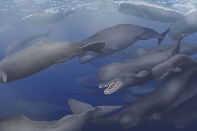 Estinzione di massa della megafauna marina scoperta a sorpresa