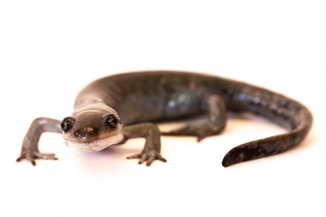 La salamandra Ambystoma ha tre padri di specie diverse e un DNA unico al mondo
