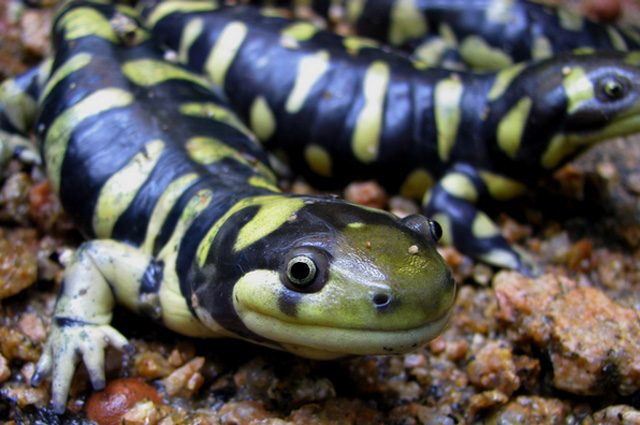 Ambystoma tigrinum: credit wikipedia