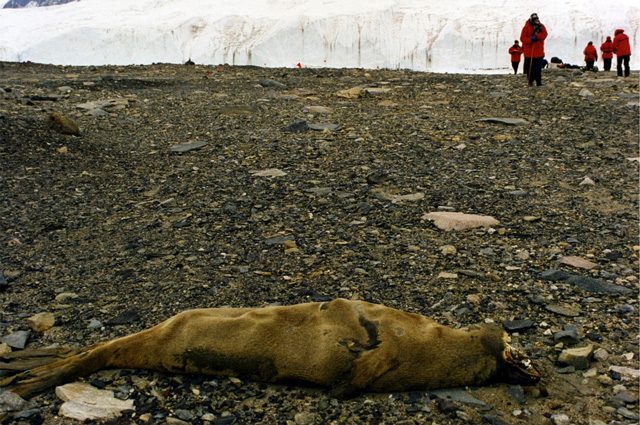 La carcassa mummificata di una foca, che si è avventurata nelle valli: credit wikipedia