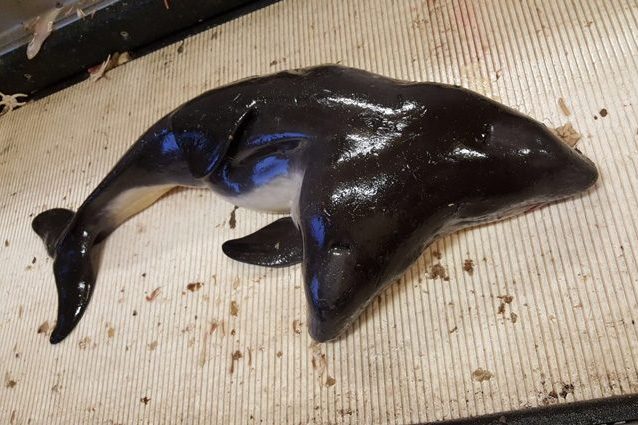 Mostro a due teste pescato in mare, cos'è e come è possibile: le immagini dell'animale