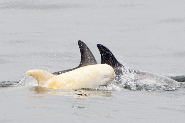 Delfino albino rarissimo avvistato nelle acque dell'Oceano Pacifico: chi è il grampo