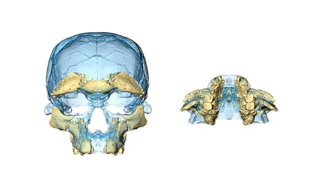 credit: Hublin / Ben–ncer / Bailey / et al./Nature