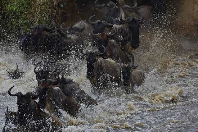 6.250 gnu muoiono ogni anno: perché la strage del Serengeti è fondamentale per l'ecosistema