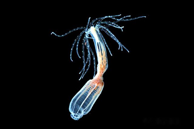 L'anemone Nematostella con capacità di rigenerarsi: credit University of Florida e Whitney Lab per Marine Bioscience