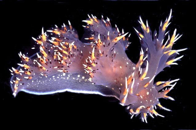 Sperimentazione animale sul cervello: uno studio potrebbe dimostrare che non è valida