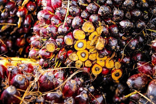 Olio di palma, produrlo senza danneggiare l'ambiente è possibile grazie ai computer