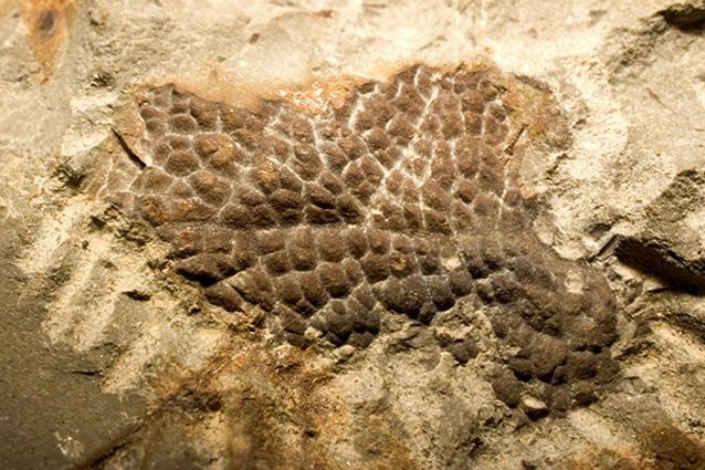 Il tirannosauro aveva le squame e non le penne: l'errore degli scienziati cambia la storia