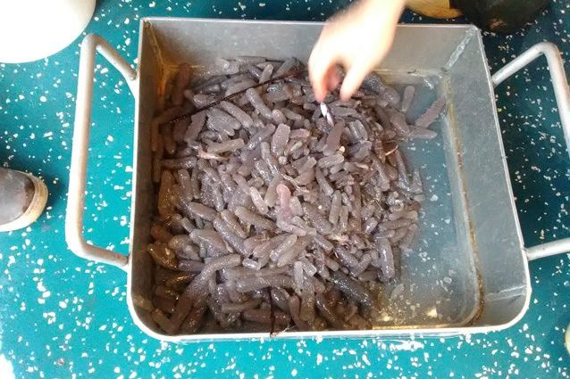 I pirosomi stanno invadendo le coste degli Stati Uniti: chi sono e perché sono dannosi