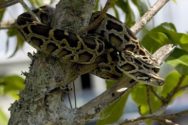 Alla scoperta dei segreti più intimi dei serpenti per curare le nostre malattie