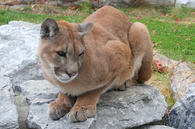 immagini puma immagini puma
