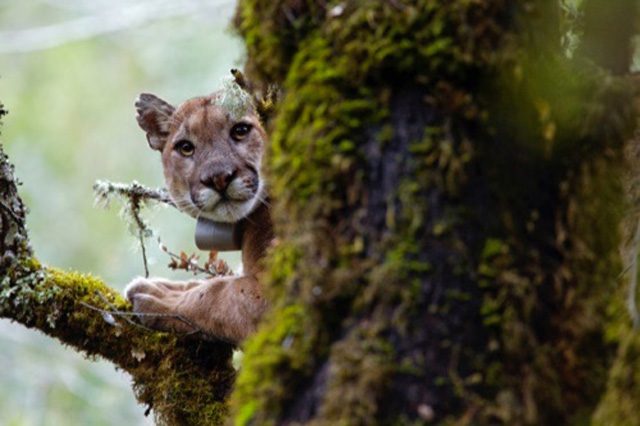 Uno dei puma monitorati dai ricercatori dell'UCSC: credit UCSC