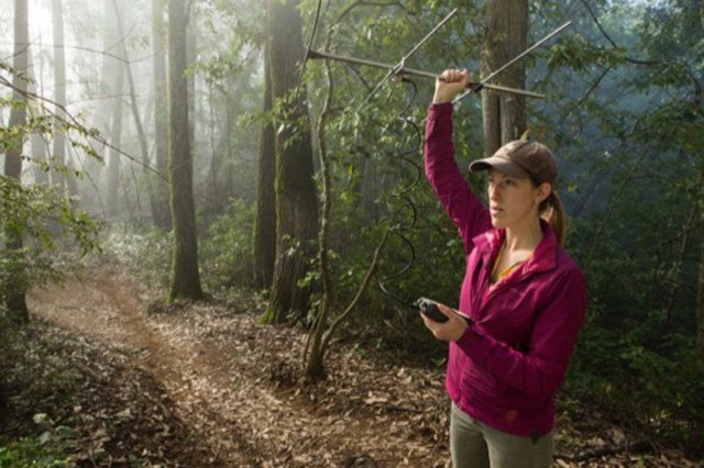 La dottoressa Justine Smith segue il segnale del collare di un puma: credit UCSC