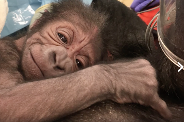 Medici per 'umani' e veterinari insieme per far nascere un cucciolo di gorilla: ora sta bene