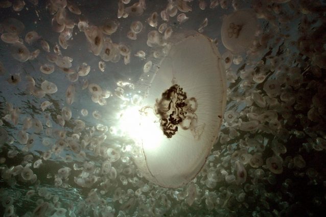 Meduse nel Mediterraneo, aumentati di 10 volte gli avvistamenti: ecco quelle pericolose