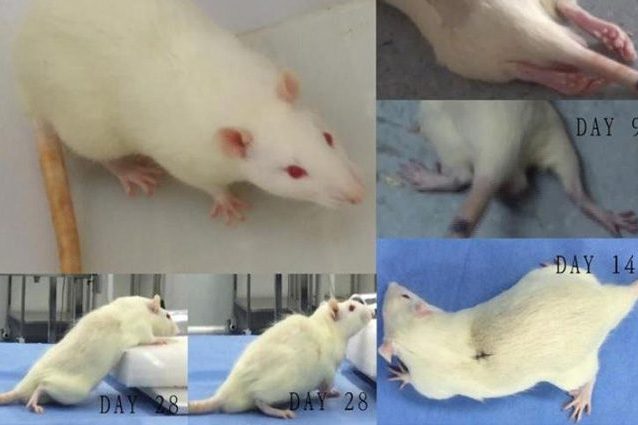Trapianto di testa: 9 topi tornano a camminare dopo l'operazione 'impossibile', le immagini